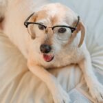 From above of happy white dog in glasses lying on white coverlet with book open